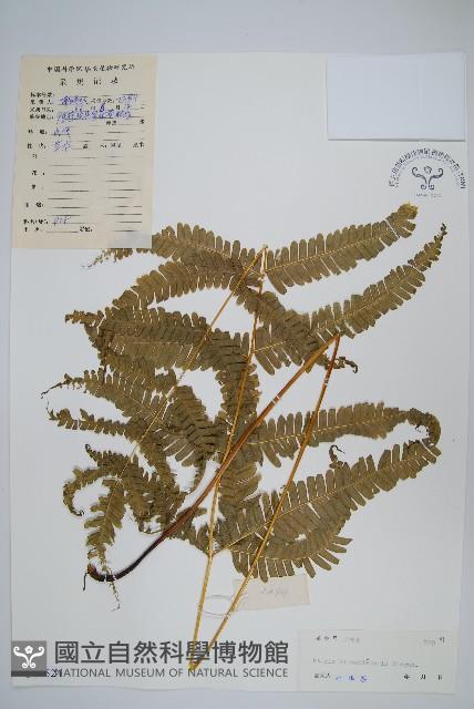 平羽鳳尾蕨藏品圖，第1張