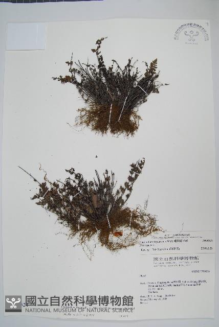 細葉碎米蕨藏品圖，第1張