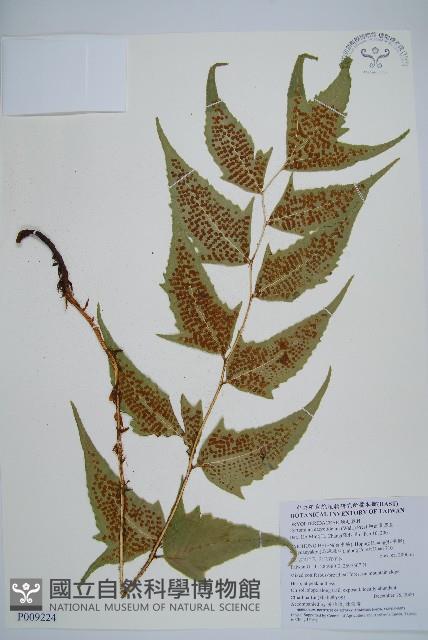 細齒貫眾蕨藏品圖，第1張