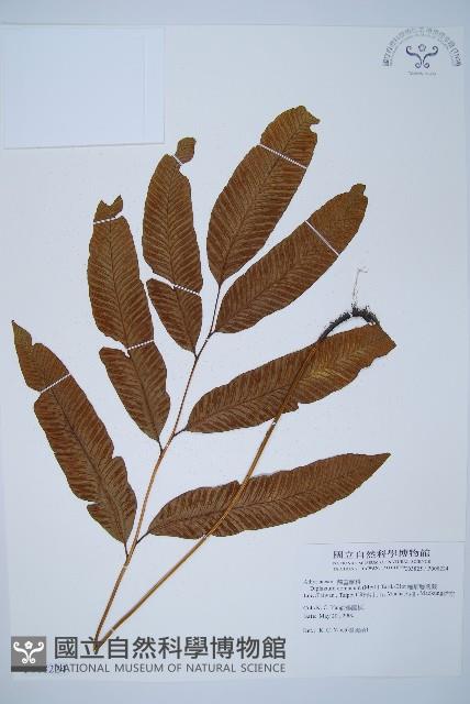 細柄雙蓋蕨藏品圖，第1張