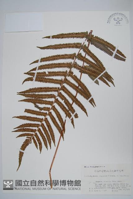 Accession Number:P003524 Collection Image, Figure 1, Total 2 Figures