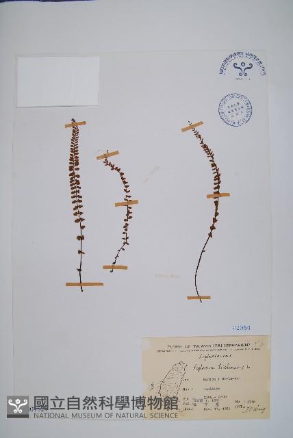 鐵角蕨藏品圖，第1張