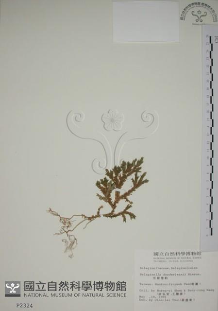 生根卷柏藏品圖，第1張