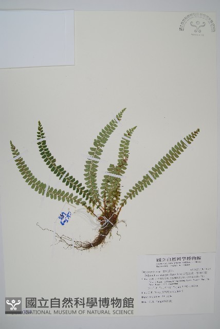 芽胞耳蕨、芽孢耳蕨藏品圖，第1張