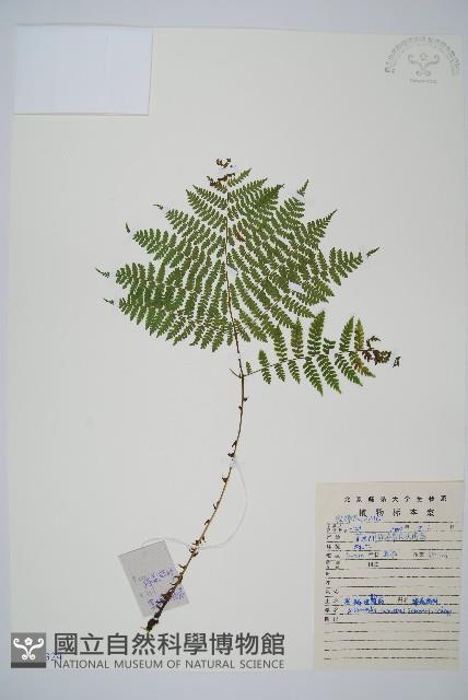 黑鱗短腸蕨藏品圖，第1張