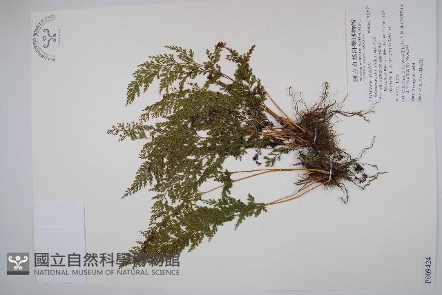 烏蕨藏品圖，第1張