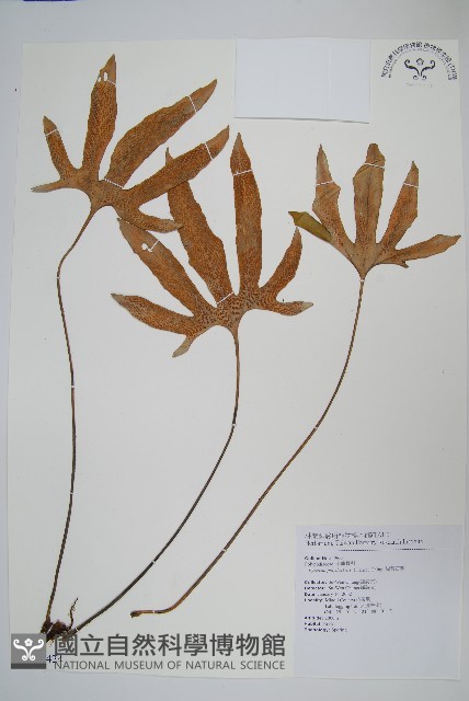 槭葉石葦藏品圖，第1張