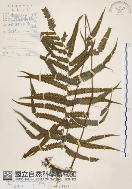 毛蕨藏品圖，第1張