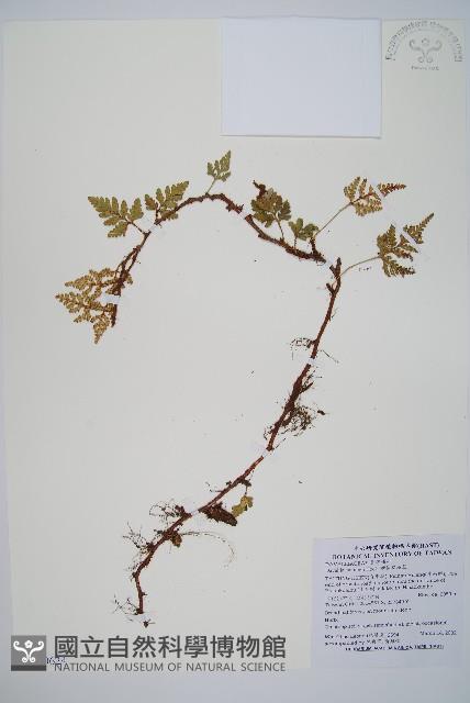 鱗葉陰石蕨藏品圖，第1張