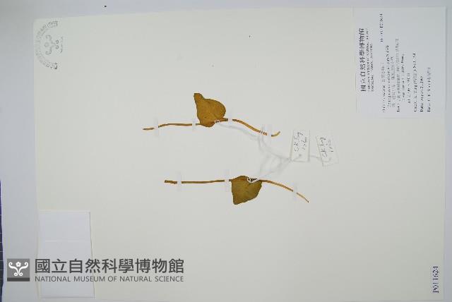 高山瓶爾小草、鈍頭瓶爾小草藏品圖，第1張