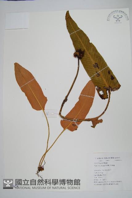 盧山石葦藏品圖，第1張