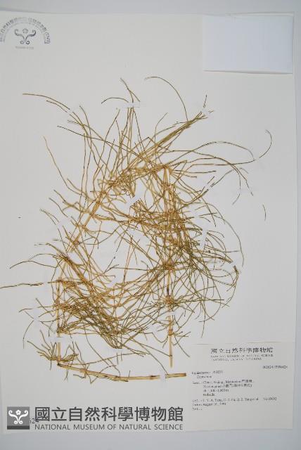 登錄號:P004624藏品圖，第1張