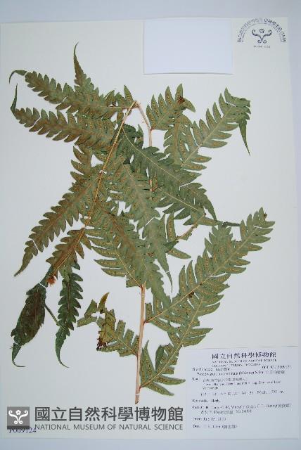 生芽狗脊蕨、頂芽狗脊蕨藏品圖，第1張