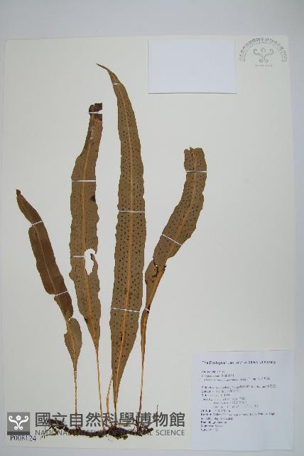 波氏星蕨藏品圖，第1張