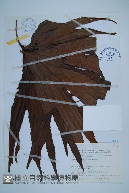 雙扇蕨藏品圖，第1張