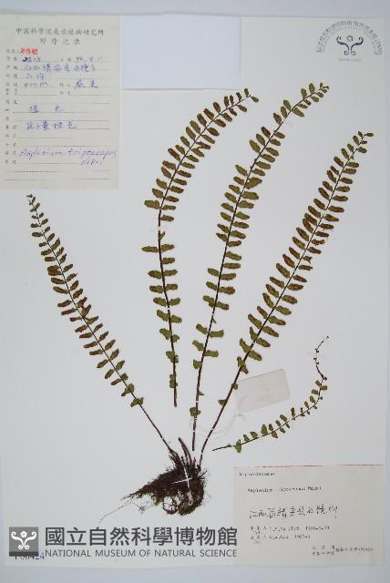 三翅鐵角蕨藏品圖，第1張