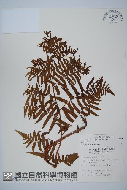 菜蕨藏品圖，第1張