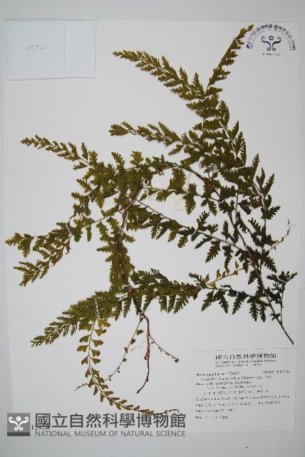 瓶蕨藏品圖，第1張