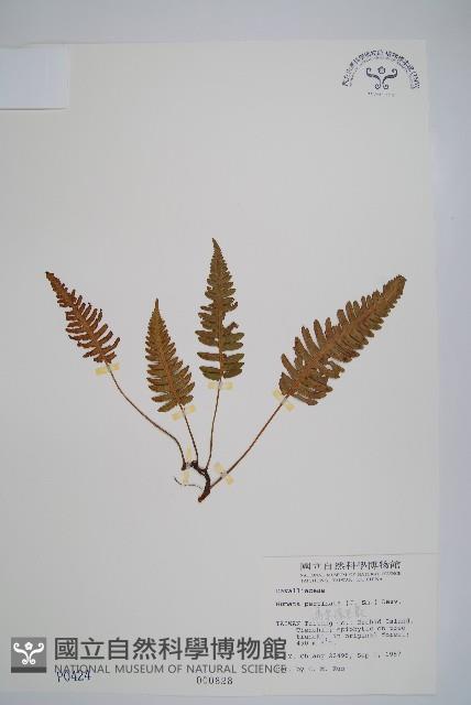 馬來陰石蕨藏品圖，第1張