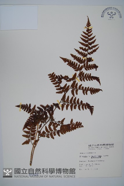臺灣鱗蓋蕨藏品圖，第1張