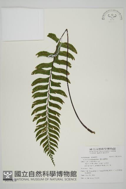 剪葉鐵角蕨藏品圖，第1張