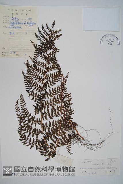 登錄號:P005424藏品圖，第1張