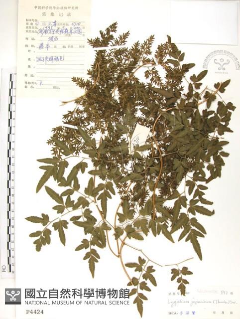 海金沙藏品圖，第1張