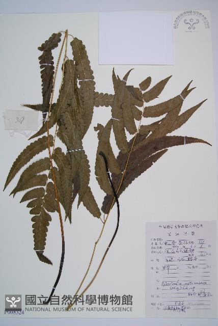 江南短腸蕨藏品圖，第1張