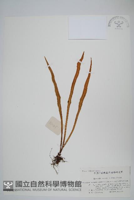 Accession Number:P003424 Collection Image, Figure 1, Total 2 Figures