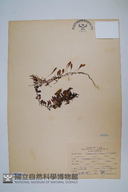 抱樹蕨、伏石蕨藏品圖，第1張