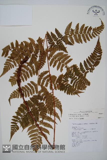 小苞鱗毛蕨藏品圖，第1張