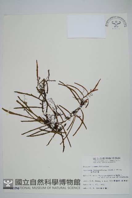 絨毛石葦藏品圖，第1張