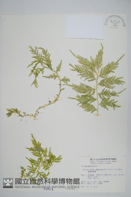 全緣卷柏藏品圖，第1張