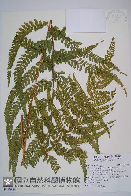 粗毛鱗蓋蕨藏品圖，第1張