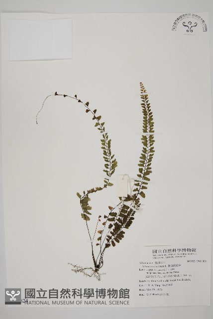 鞭葉鐵線蕨藏品圖，第1張