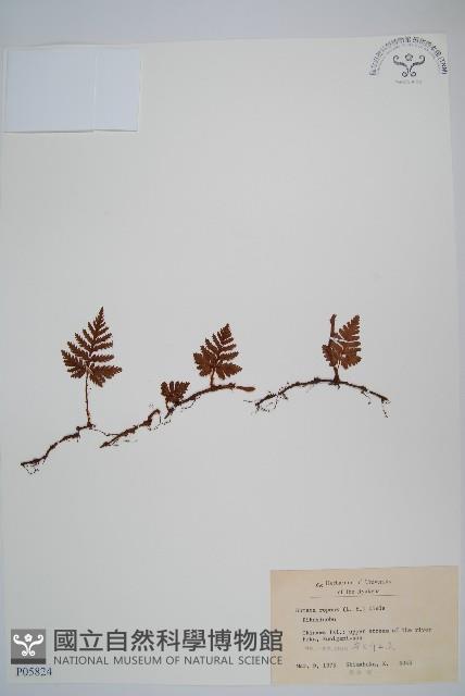 陰石蕨藏品圖，第1張