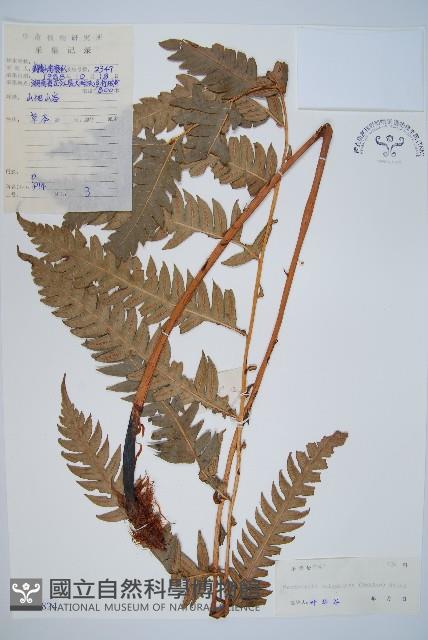 生芽狗脊蕨、頂芽狗脊蕨藏品圖，第1張