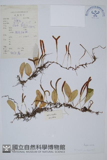 鐵角蕨藏品圖，第1張