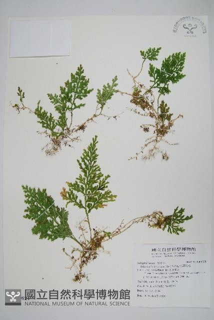 密葉卷柏藏品圖，第1張