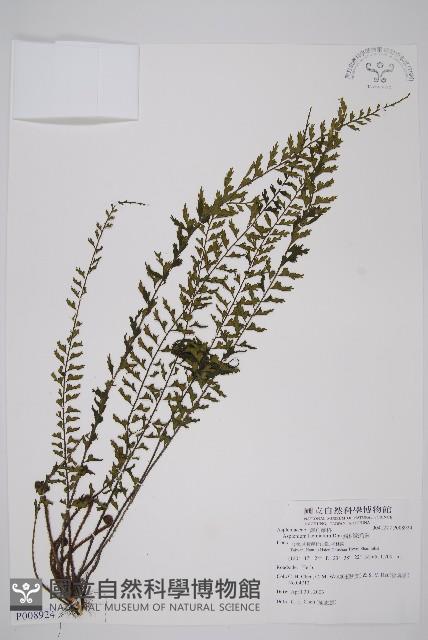 鱗柄鐵角蕨藏品圖，第1張