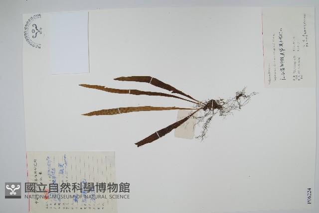 遠葉瓦葦藏品圖，第1張