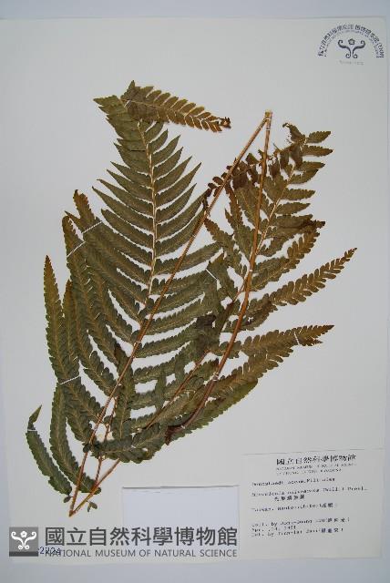 光葉鱗蓋蕨藏品圖，第1張