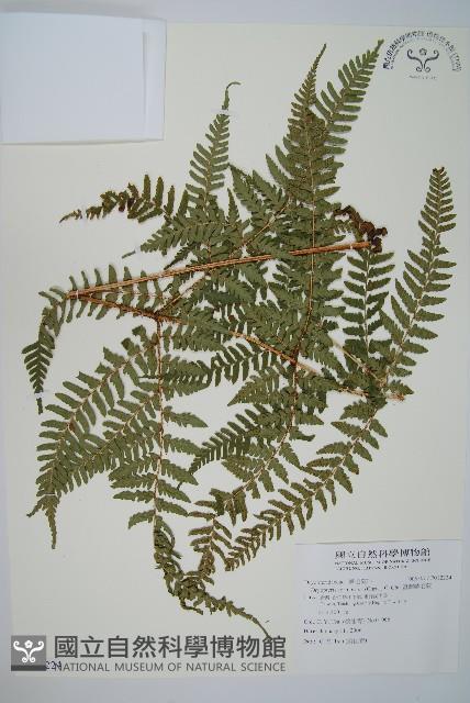 臺灣鱗毛蕨藏品圖，第1張