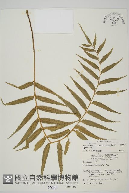 蘭嶼鐵角蕨藏品圖，第1張