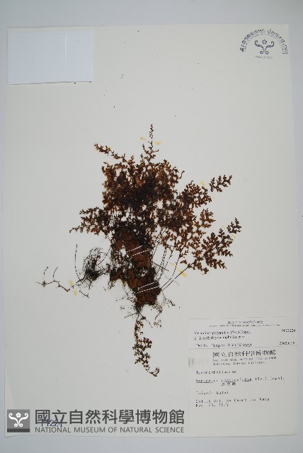 細葉蕗蕨藏品圖，第1張