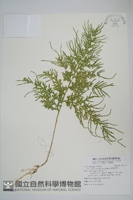 密葉卷柏藏品圖，第1張