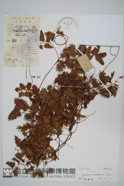 小葉海金沙藏品圖，第1張