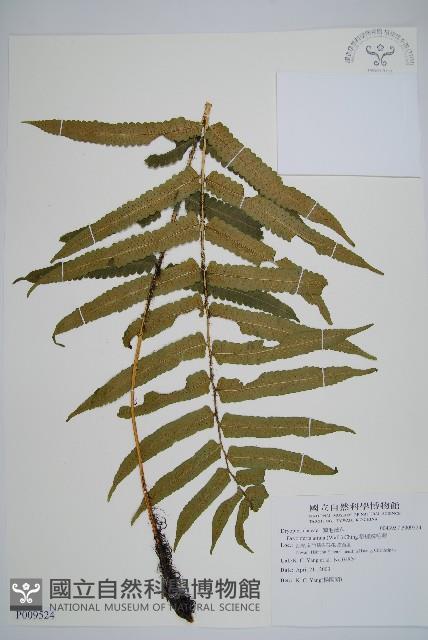 桫欏鱗毛蕨藏品圖，第1張