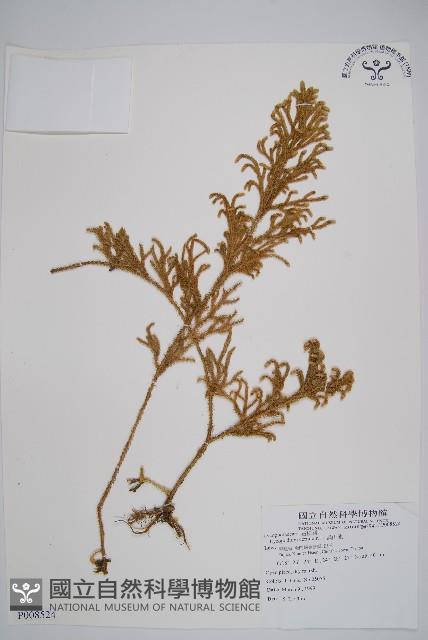 過山龍藏品圖，第1張