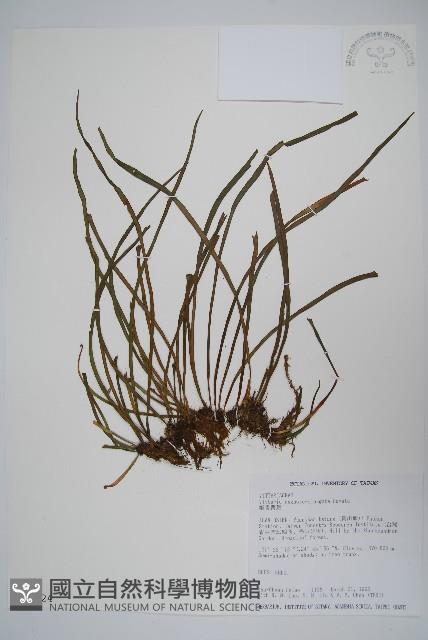 姬書帶蕨藏品圖，第1張